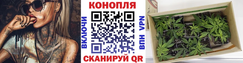 где купить наркоту  Ревда  Бошки марихуана планчик 